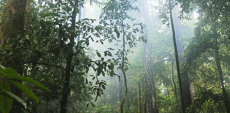 rainforest image